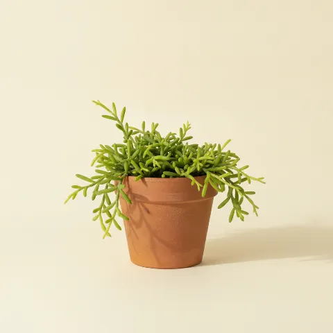 Koraalcactus