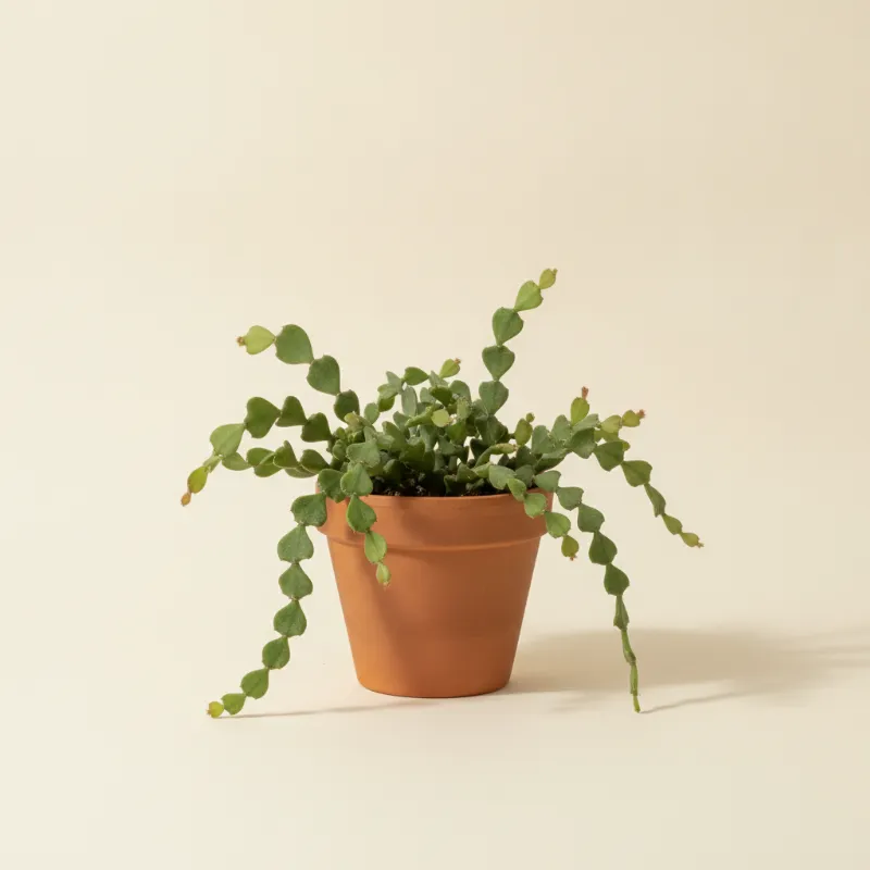 Koraalcactus — Rhipsalis crispata (illustratie)