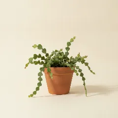 Koraalcactus
