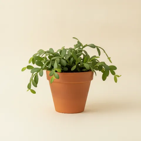 Koraalcactus