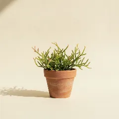 Koraalcactus