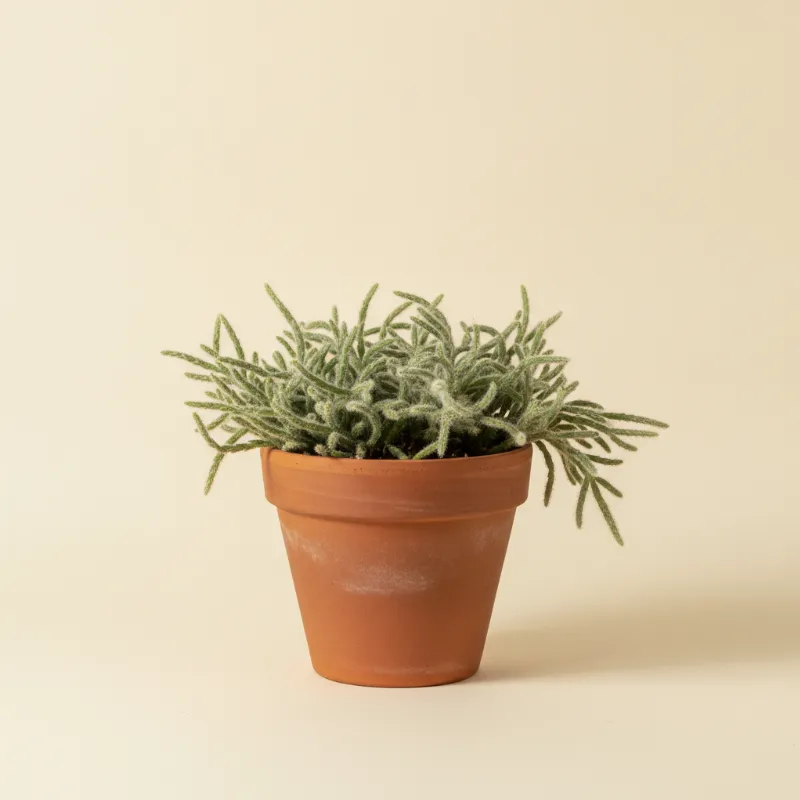 Koraalcactus — Rhipsalis floccosa (illustratie)