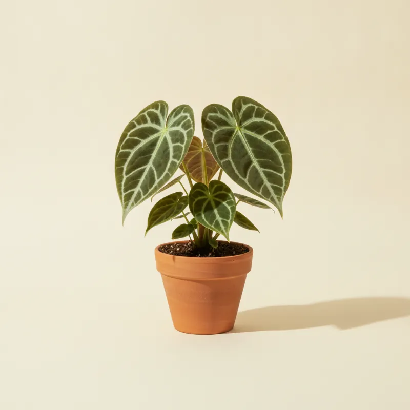 Flamingoplant — Anthurium clarinervium (illustratie)