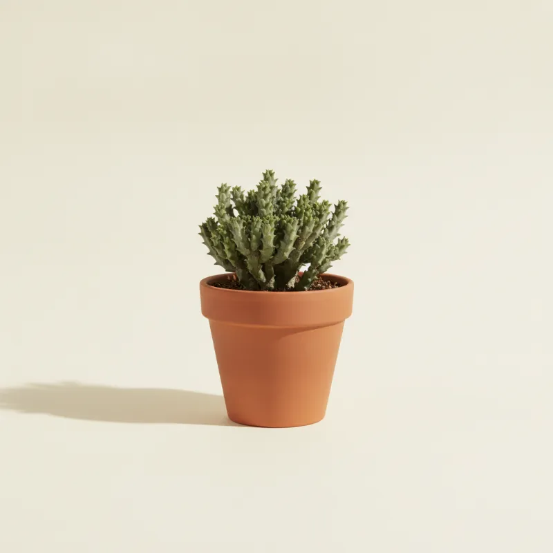 Koraalcactus — Rhipsalis horrida (illustratie)