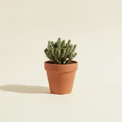 Koraalcactus