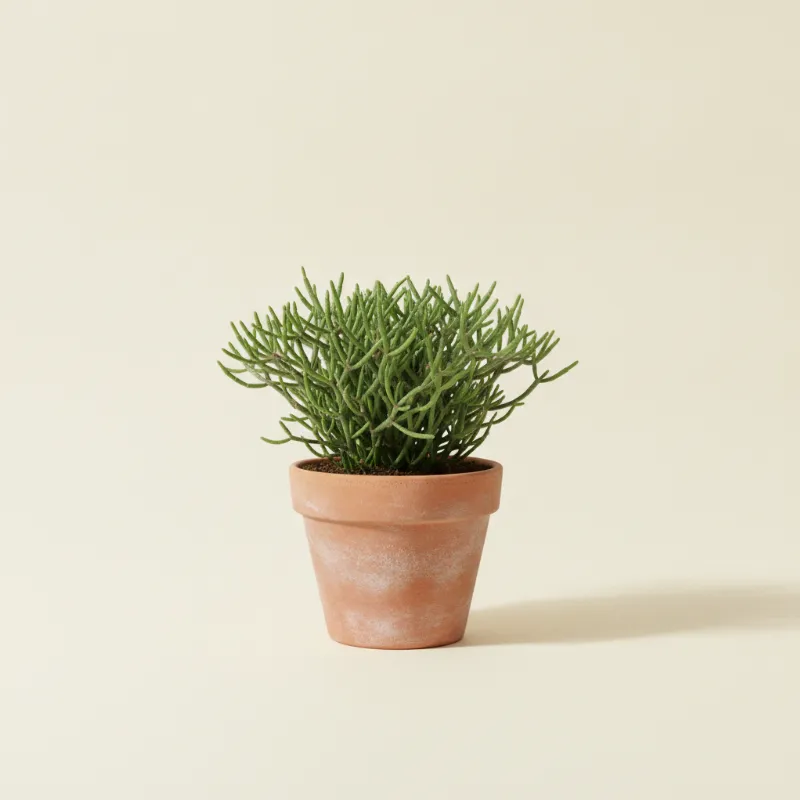 Koraalcactus — Rhipsalis mesembryanthemoides (illustratie)