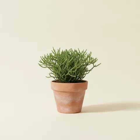 Koraalcactus