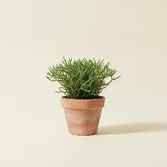 Koraalcactus