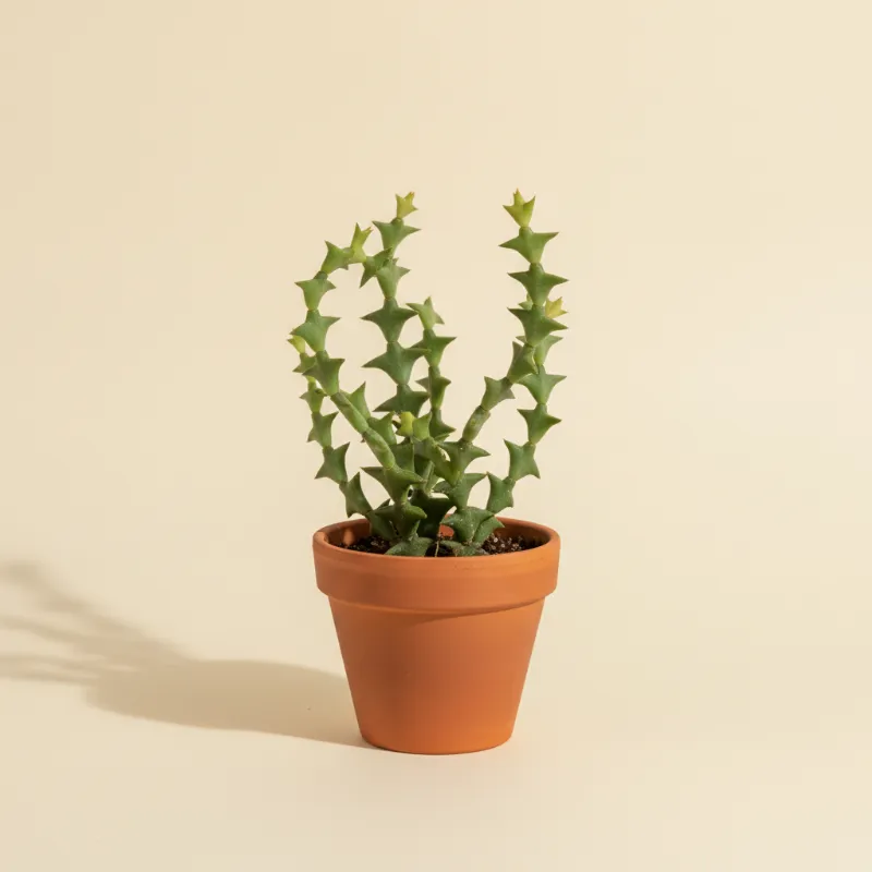 Koraalcactus — Rhipsalis paradoxa (illustratie)