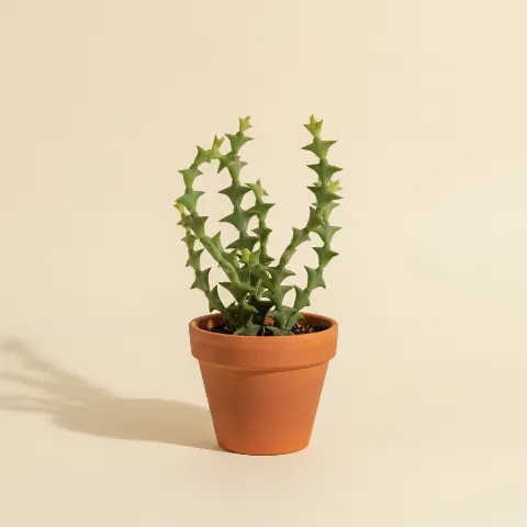 Koraalcactus
