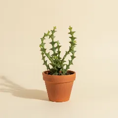 Koraalcactus