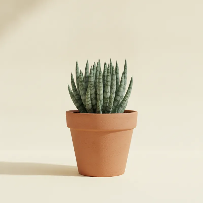 Vrouwentong — Sansevieria francisii (illustratie)