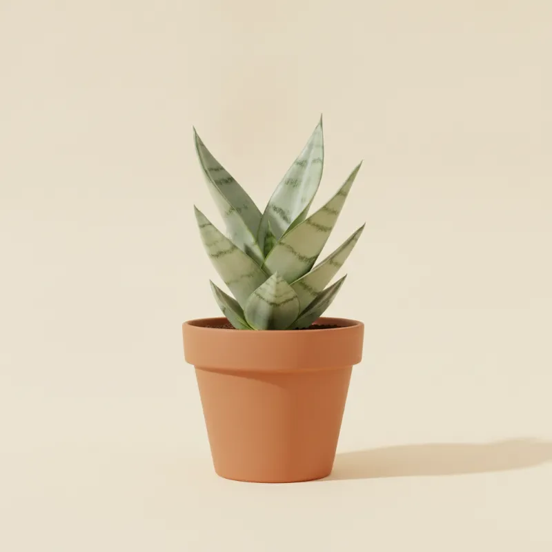 Vrouwentong — Sansevieria moonshine (illustratie)