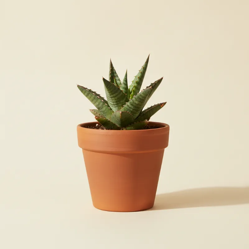 Vrouwentong — Sansevieria pinguicula (illustratie)