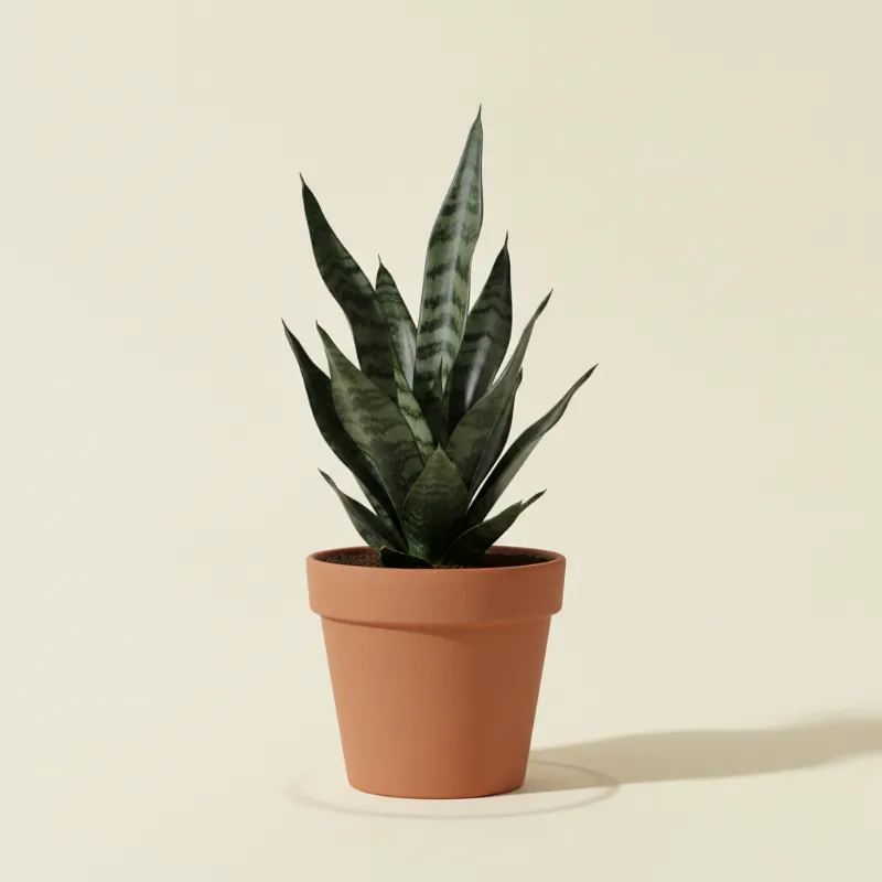 Vrouwentong — Sansevieria trifasciata 'Black Coral' (illustratie)