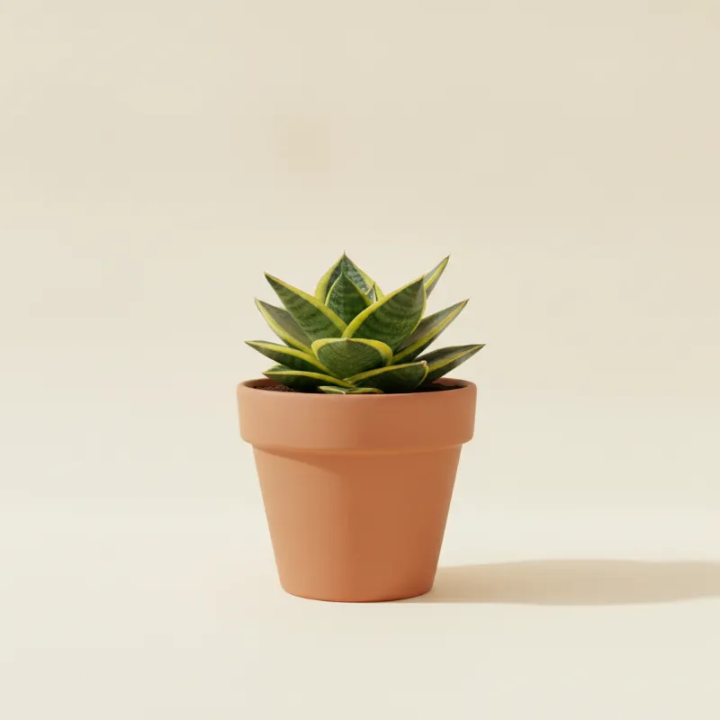 Vrouwentong — Sansevieria trifasciata 'Golden Hahnii' (illustratie)
