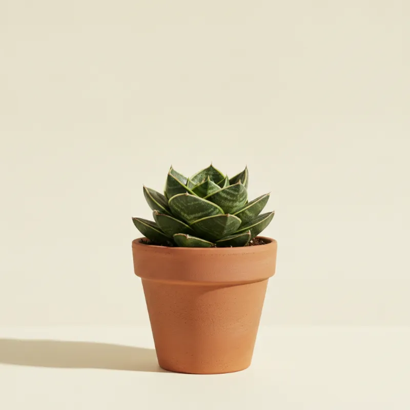 Vrouwentong — Sansevieria trifasciata 'Hahnii' (illustratie)