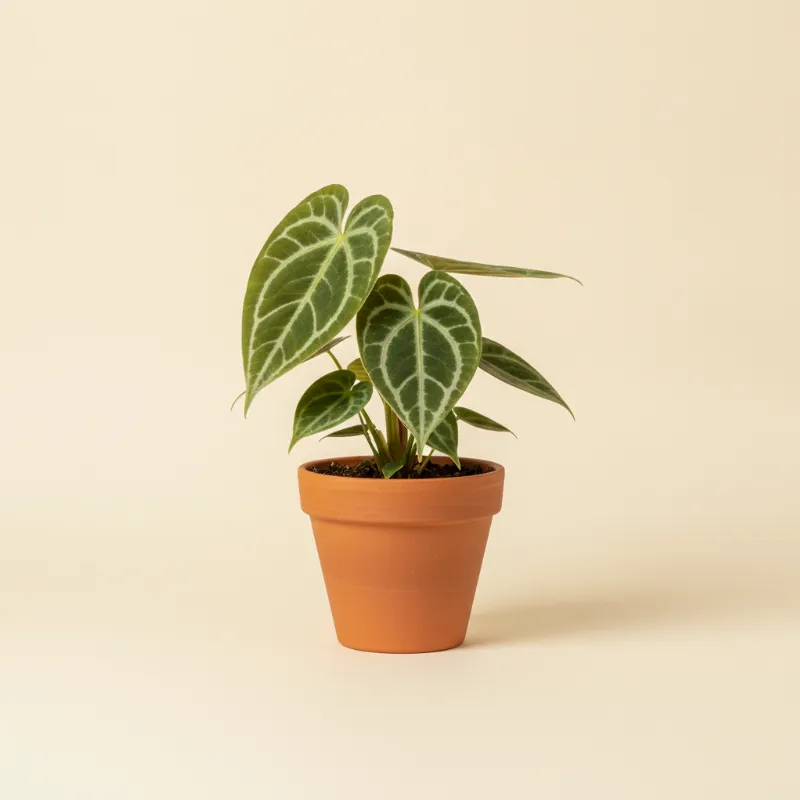 Flamingoplant — Anthurium crystallinum (illustratie)