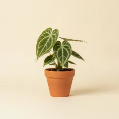 Flamingoplant