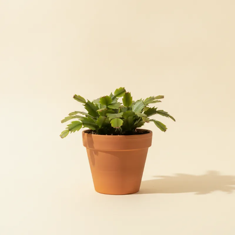 Lidcactus — Schlumbergera bridgesii (illustratie)