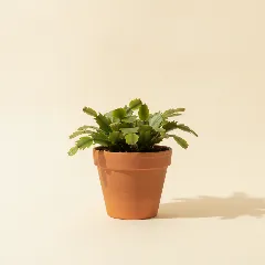 Lidcactus