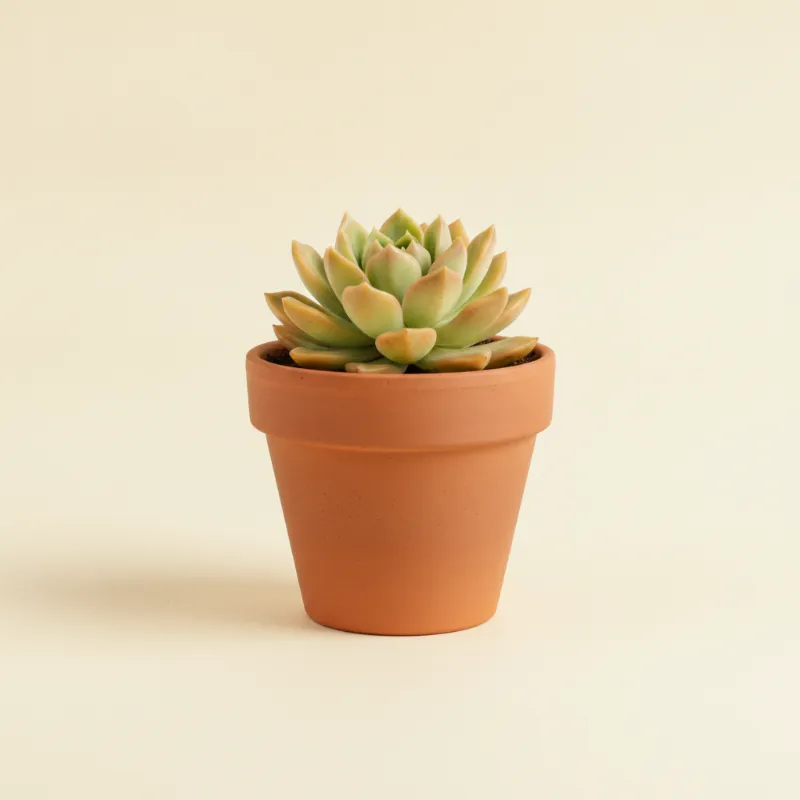 Sedum adolphi (illustratie)