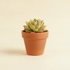 Sedum adolphi