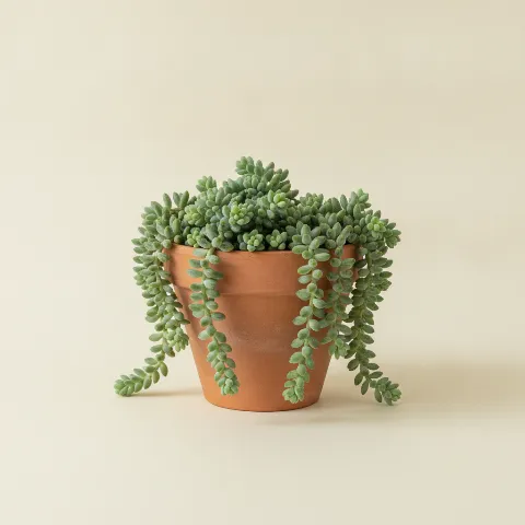 Sedum burrito