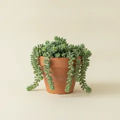 Sedum burrito