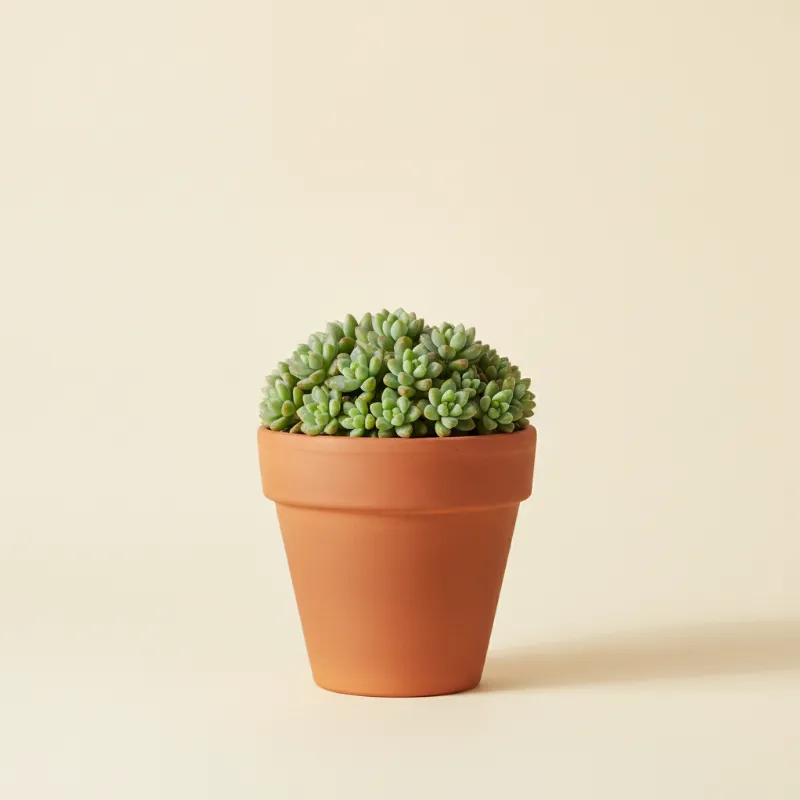 Dik vetkruid — Sedum dasyphyllum (illustratie)