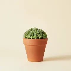 Dik vetkruid