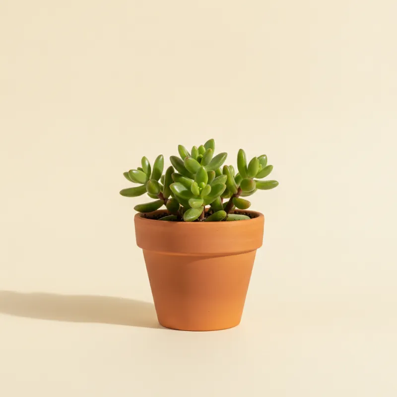 Sedum hernandezii (illustratie)