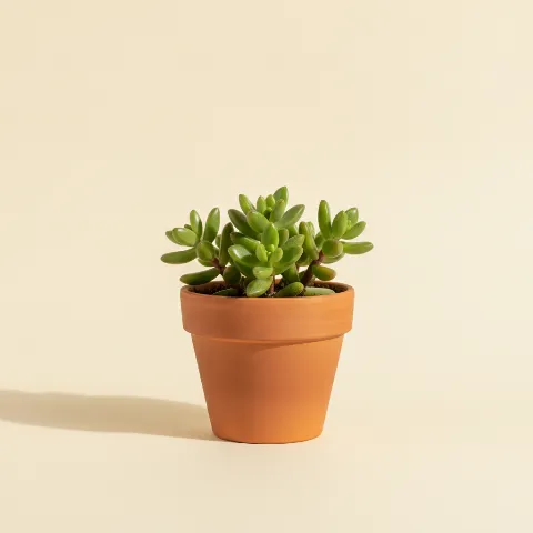 Sedum hernandezii