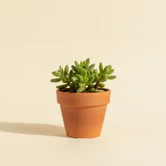 Sedum hernandezii