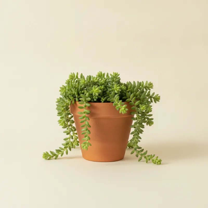 Sedum morganianum (illustratie)