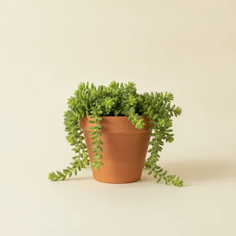 Sedum morganianum