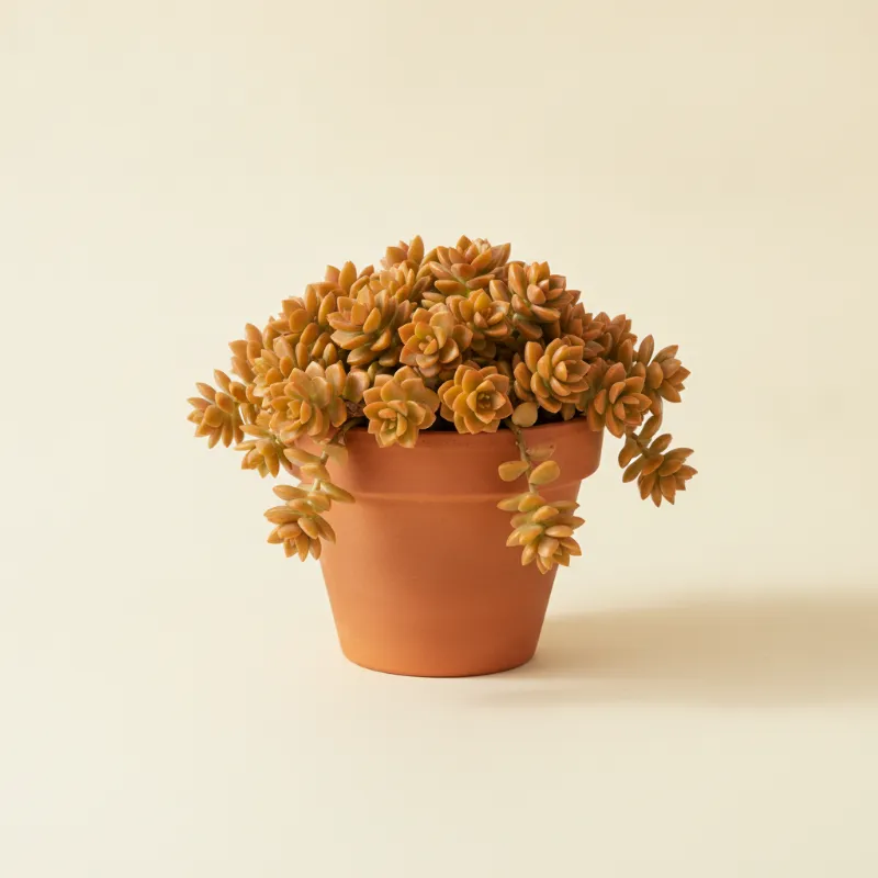 Sedum nussbaumerianum (illustratie)