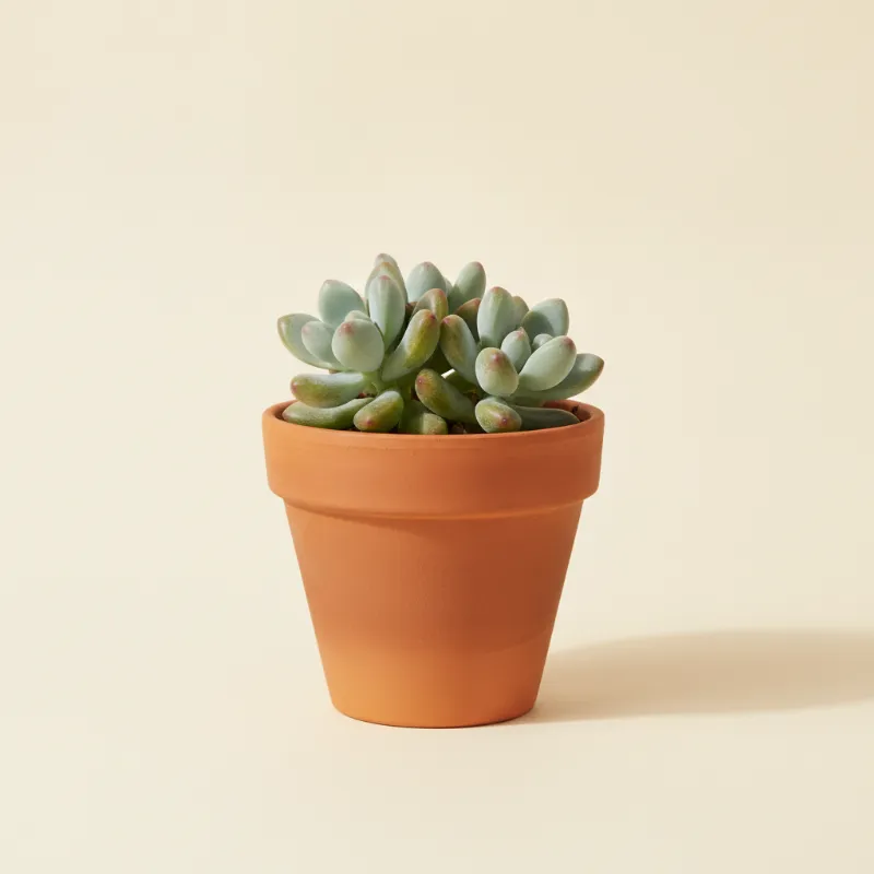Sedum pachyphyllum (illustratie)