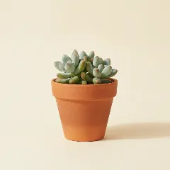 Sedum pachyphyllum