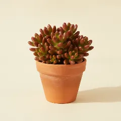 Sedum rubrotinctum