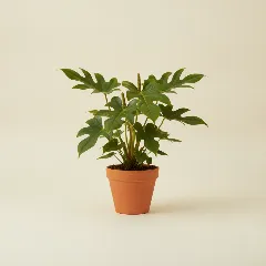 Flamingoplant
