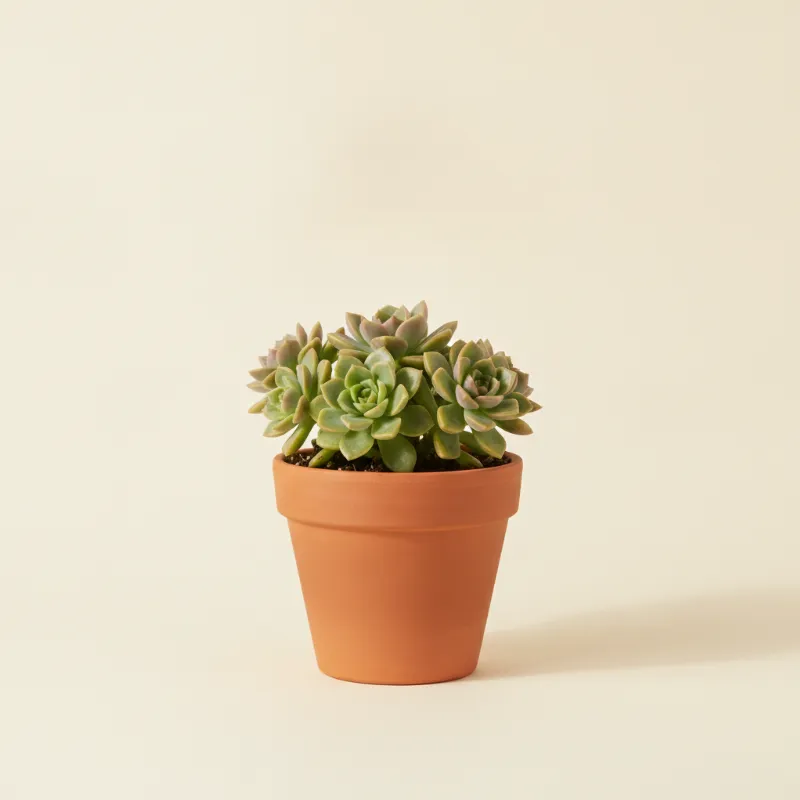 Sedum sieboldii (illustratie)