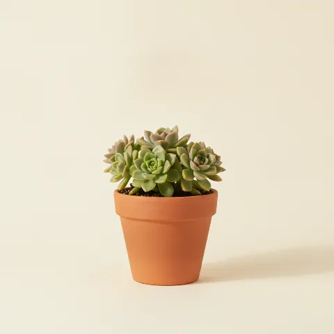 Sedum sieboldii