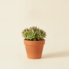 Sedum sieboldii