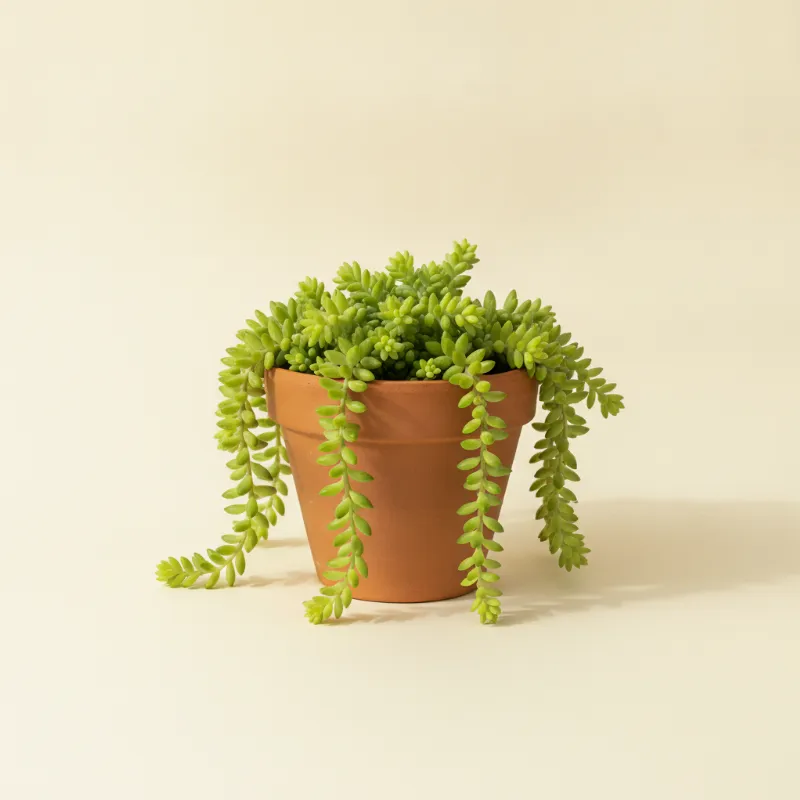 Vetkruid — Sedum 'Burrito' (illustratie)