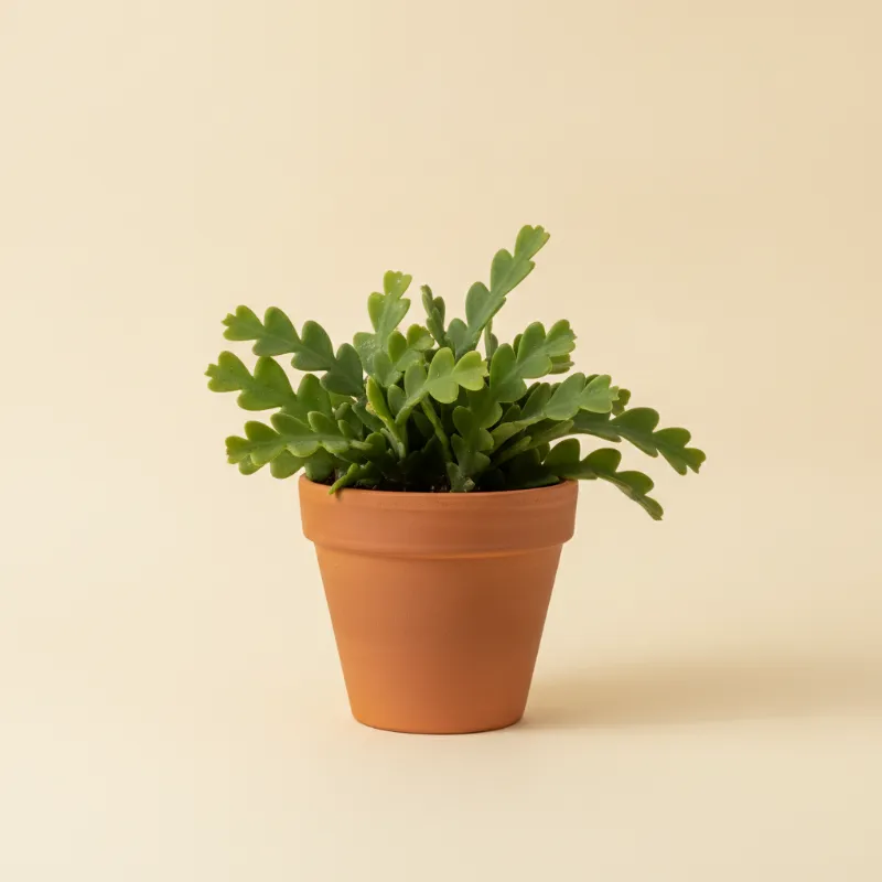 Selenicereus anthonyanus (illustratie)