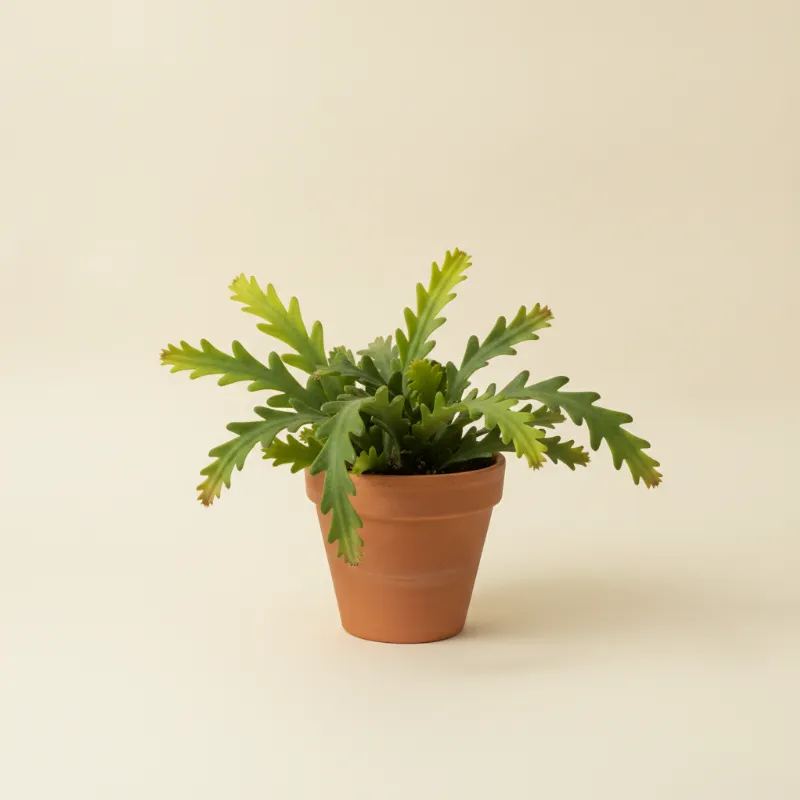 Selenicereus chrysocardium (illustratie)