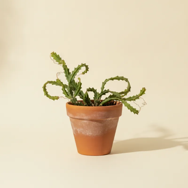 Koningin van de nacht — Selenicereus grandiflorus (illustratie)