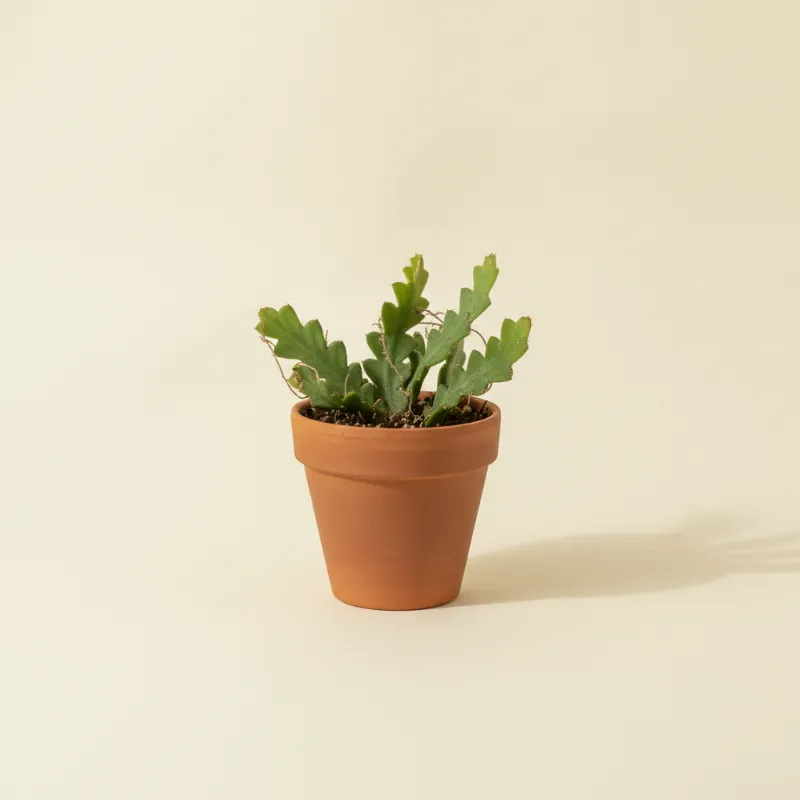 Selenicereus hamatus (illustratie)