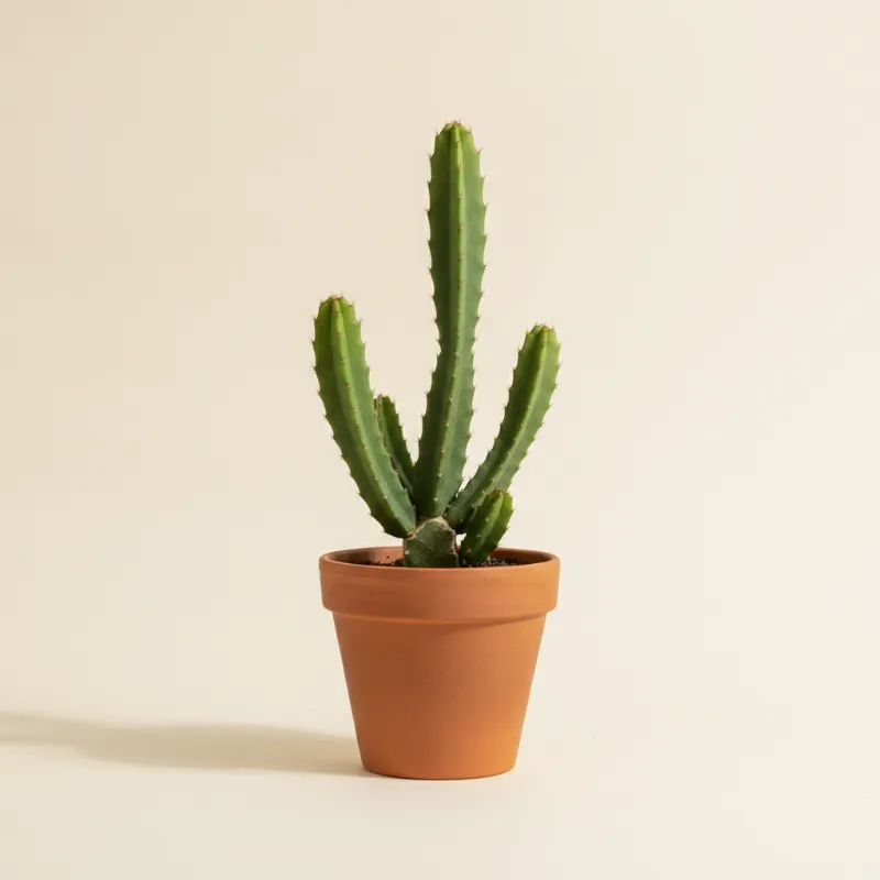 Hylocereus undatus — Selenicereus undatus (illustratie)